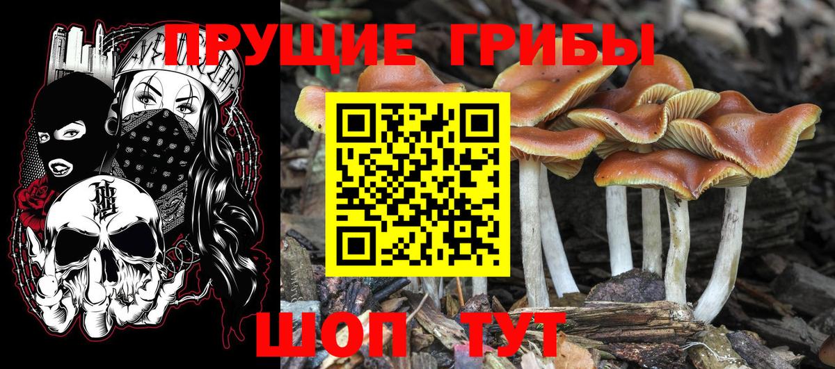 Назрань  Псилоцибиновые грибы Psilocybe  Вход с VPN 